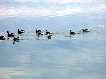 Patos en las salinas