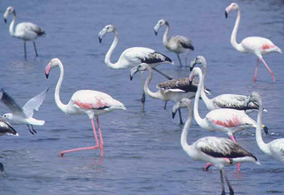 Flamencos en las Salinas