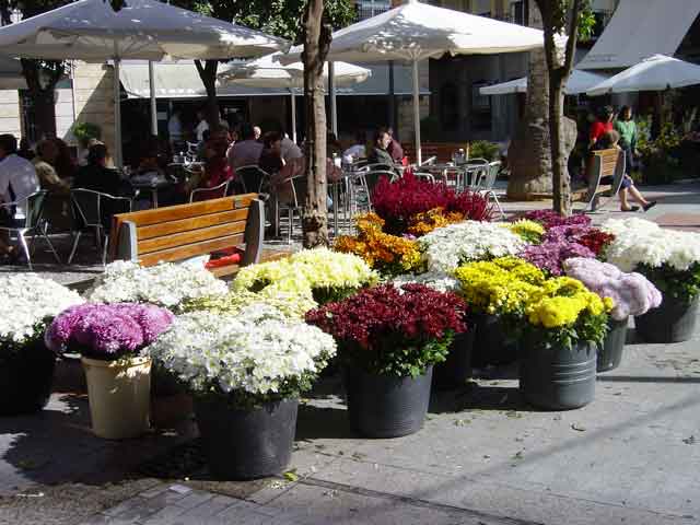 Flores del Da de Todos Los Santos