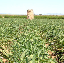 Plantacin de alcachofas en Miranda (Cartagena)