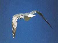 Gaviota Patiamarilla en Calblanque