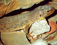21 especies de reptiles enriquecen la fauna murciana