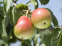 La pera de Jumilla, una de las denominaciones de origen de la Regin