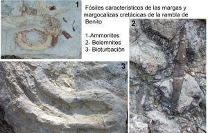 Restos de invertebrados marinos localizados en las margas y margocalizas cretcicas [Rambla de Benito]