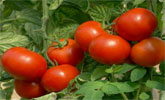 La Región de Murcia es una de las principales productoras de tomate en el ámbito nacional e internacional, gracias a sus inmejorables condiciones climáticas y de suelo.
