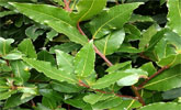 El principal uso del laurel es culinario, pues sus aromáticas hojas sirven como condimento de las comidas.