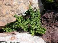 Laderas de la solana de Peas Blancas (Cartagena)