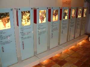 Interior del Museo del Vino de Bullas, variedades de uva