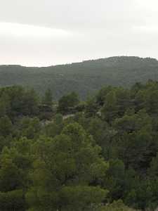 Un denso pinar cubre gran parte de la superficie del P. R. de la Sierra de la Pila.