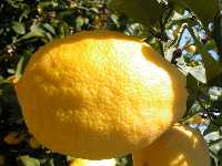 Detalle de la corteza del limón