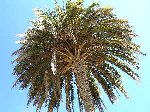 La palmera