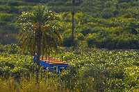 Casa en la huerta de Ulea Paisaje característico de Ulea