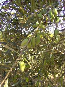 Olivas Blanquetas a finales de octubre en el Campo de Cartagena