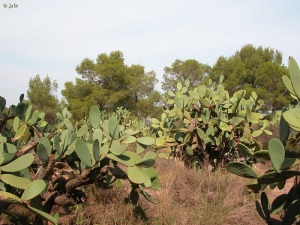 El Cigarrn-El Palmar