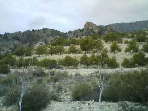 Pinos de repoblacin [Blanca Estacin de Blanca]