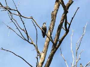 Avifauna [Marchena_Lorca]