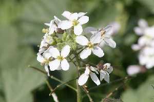 Flora endmica 