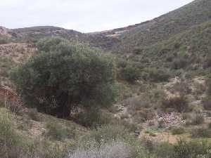 rboles y vegetacin en la Loma de Aguaderas [Totana_Raiguero]