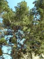 Pinus halepensis. Se puede observar la forma irregular que puede tomar este rbol.