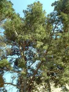 Pinus halepensis. Se puede observar la forma irregular que puede tomar este árbol.
