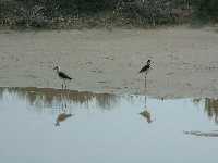 Dos aves en una de las charcas del Parque