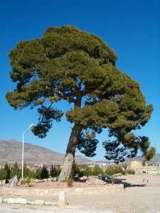 Pino histrico en Fuente del Pino (Jumilla) [Jumilla_Fuente del Pino]