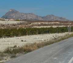 Tierras de Fenazar [Molina de Segura_El Fenazar]