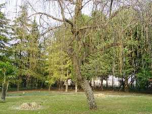 rbol peculiar en el Jardn Botnico de La Estacada 