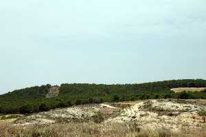 Vegetacin Tpica de La Almudema [La Almudema]