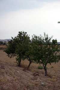 Almendros de Leiva (Mazarrn) [Leiva]