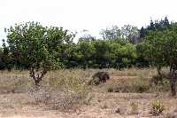 Vegetacin en el Cabezo de Otahonero 