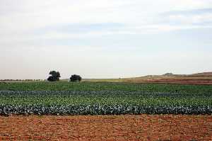 Campos de cultivo de Roche (La Unin) [Roche]