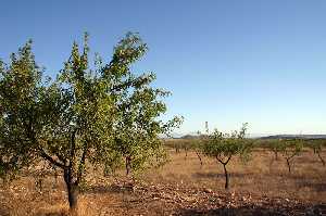 Plantacin de almendros de Gebas 