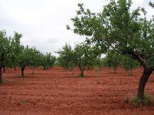 Cultivo de Almendros en Cuesta Blanca