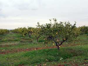 Limoneros en Cuesta Blanca[La Magdalena]