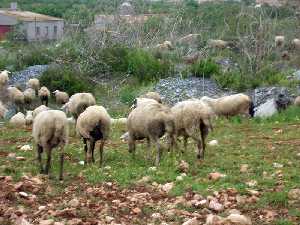 Ganado ovino pastando en Cuesta Blanca[La Magdalena]
