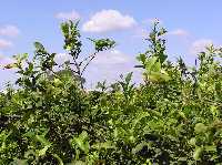 Limoneros de Alqueras