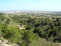 Paisaje de conferas en Corvera (Murcia) 