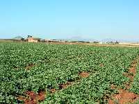 Bancal de melones del Lentiscar 