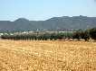 Cereal, olivos y sierra de Carrascoy