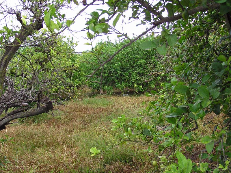 Huerta de La Arboleja