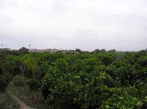 Huertos y Rincn de Beniscornia 