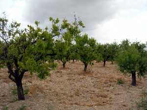 Almendros de Navares 