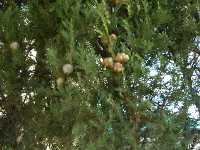 Cupressus sempervirens.