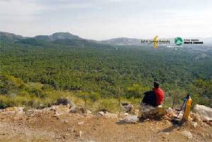 Panormica del pinar de Las Alqueras desde la parte alta de la senda con el mismo nombre (SL-MU 2)