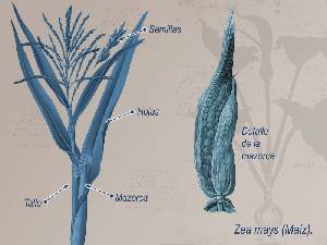 Ilustracin descriptiva 