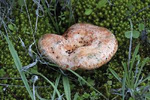 Lactarius deliciosus en el monte 