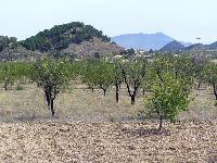 Cabezo Alcoba y Almendros