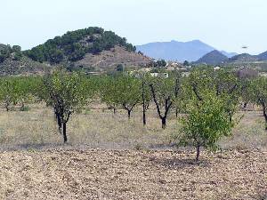 Cabezo Alcoba y Almendros 