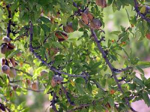 Almendros 